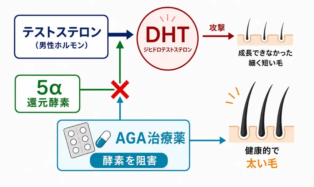 作用機序のイメージ画像