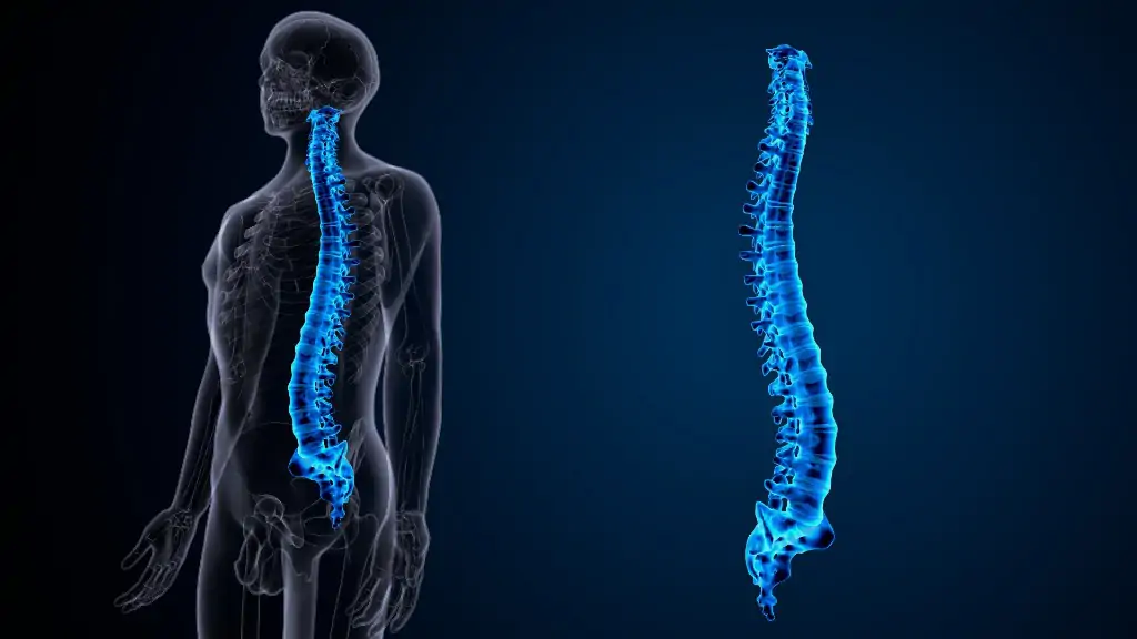 脊椎全体のスクリーニングをイメージした図解